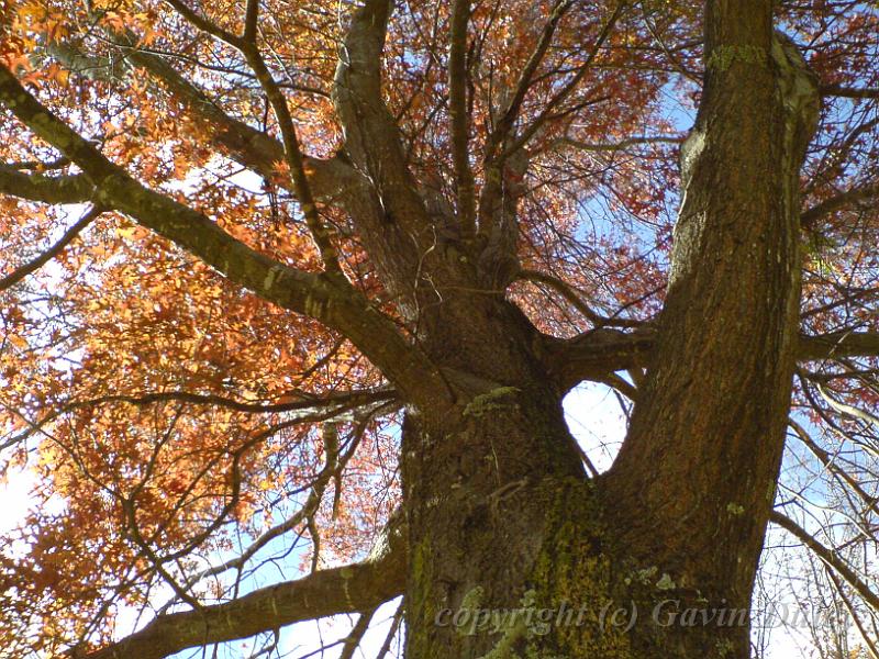 Autumn, Elm Avenue, Univesity of New England DSC00687.JPG